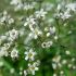 Floarea miresei (Gypsophila paniculata)
